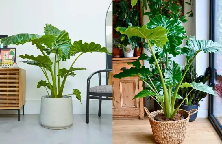 Giá Alocasia cấy mô biến động thế nào và cần lưu ý những gì?