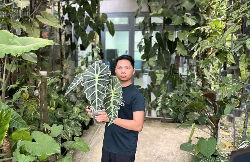 Giá Alocasia cấy mô 