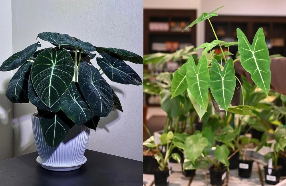 Giá Alocasia cấy mô 