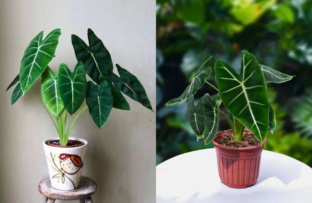 Giá Alocasia cấy mô 