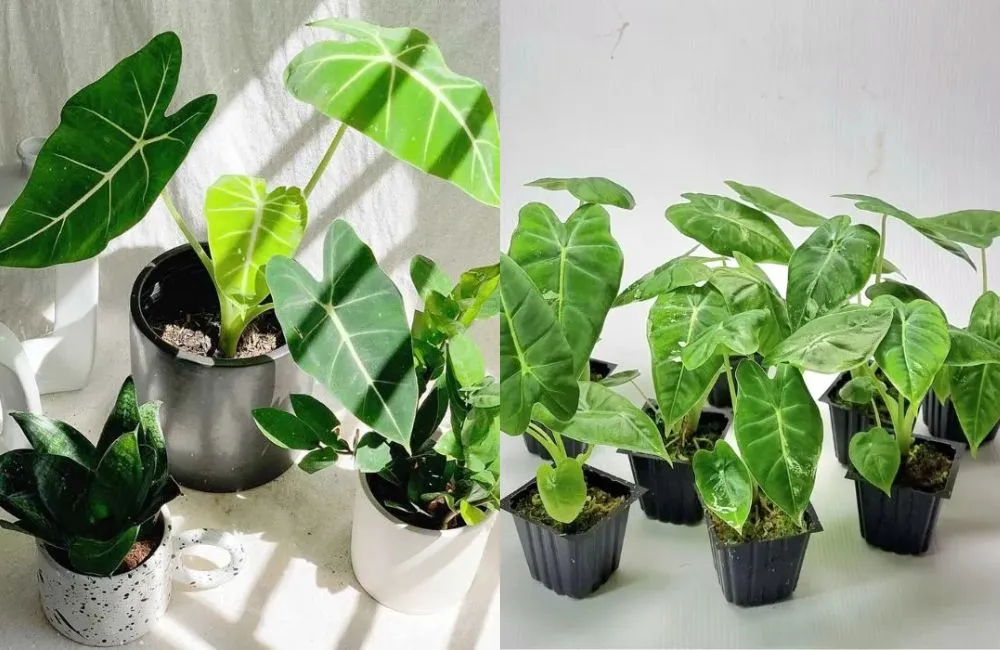 Giá Alocasia cấy mô 