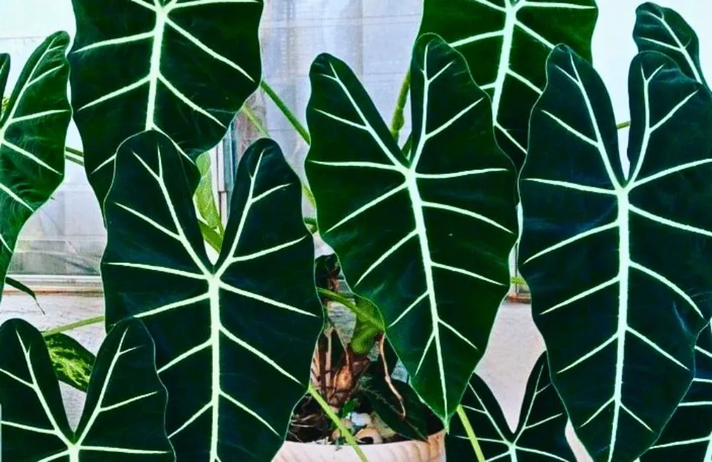Giá Alocasia cấy mô 