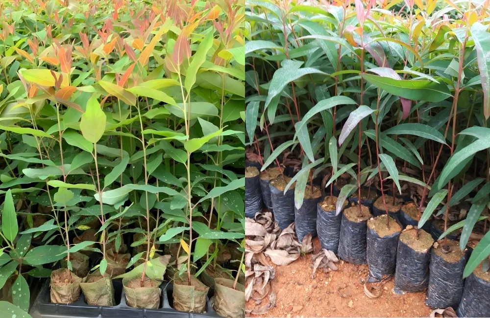 Giá bạch đàn cấy mô size lớn – xuất vườn