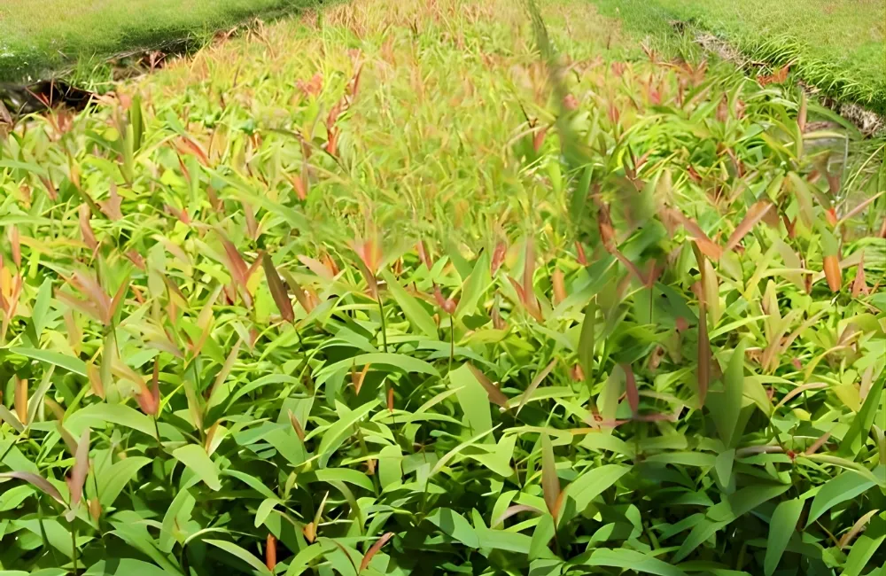 Các yếu tố ảnh hưởng đến giá bạch đàn cấy mô