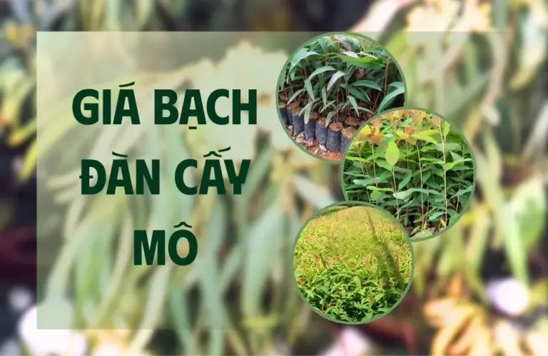 Giá bạch đàn cấy mô và cách chọn giống chuẩn, giá chuẩn