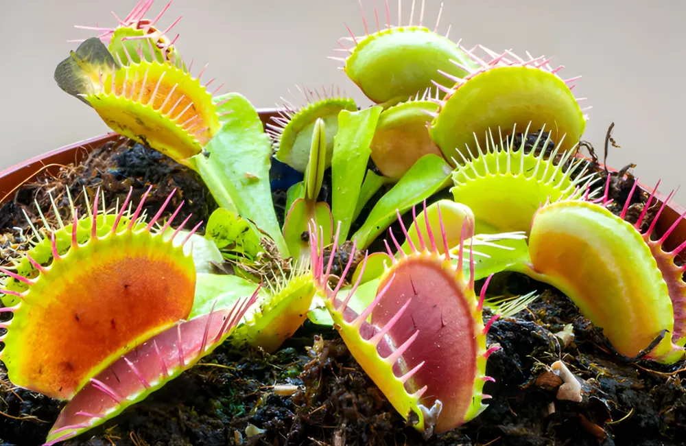 Bảng giá cây bẫy kẹp cấy mô theo giống đặc biệt