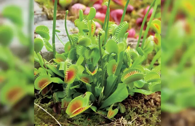 Cập nhật giá cây bẫy kẹp cấy mô theo size và giống phổ biến