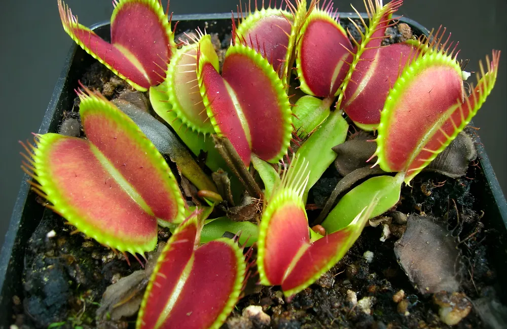 Yếu tố ảnh hưởng đến giá cây bẫy kẹp cấy mô