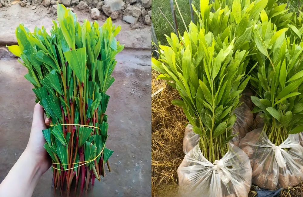 Bảng giá cây keo thuần cấy mô 