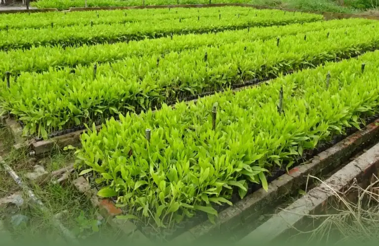 Giá cây keo cấy mô tăng hay giảm? Yếu tố ảnh hưởng mới nhất