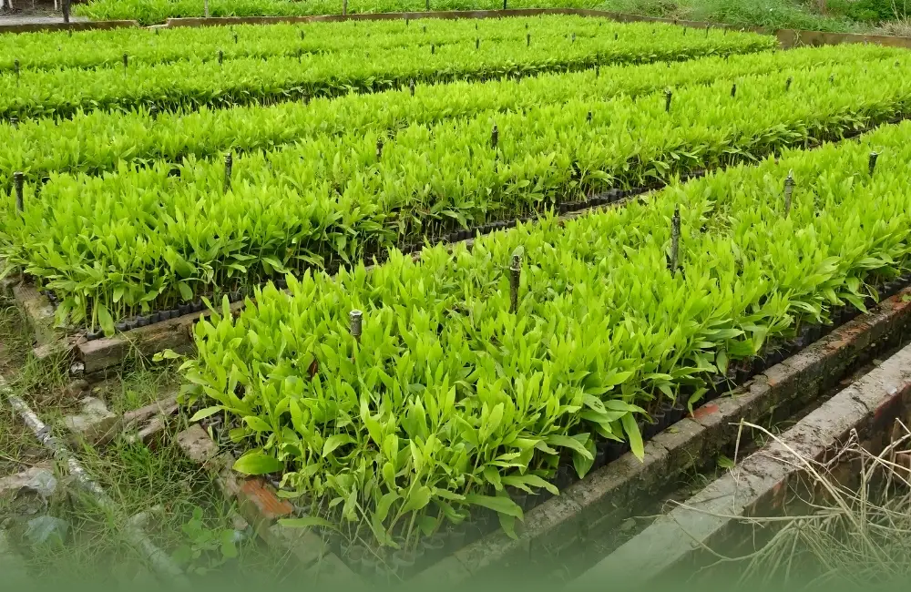 giá cây keo cấy mô