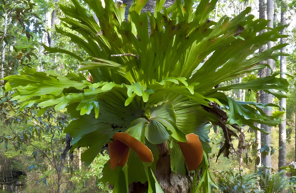 Giá cây ổ rồng cấy mô theo nhà vườn