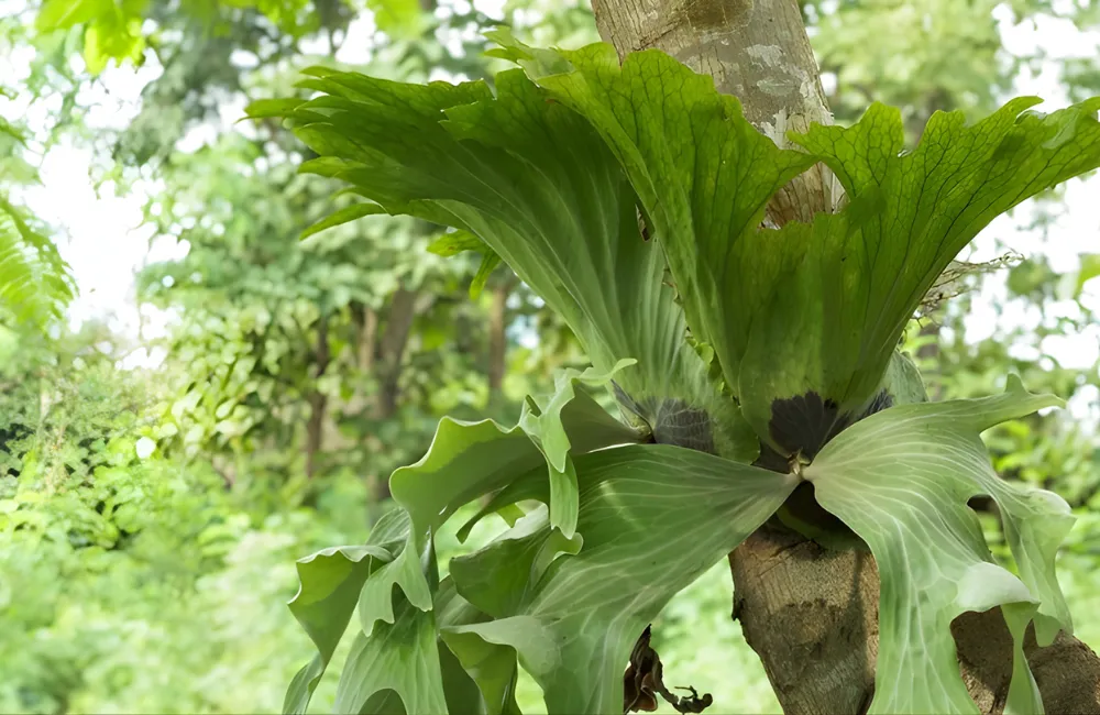 So sánh giá giữa ổ rồng cấy mô và ổ rồng thường