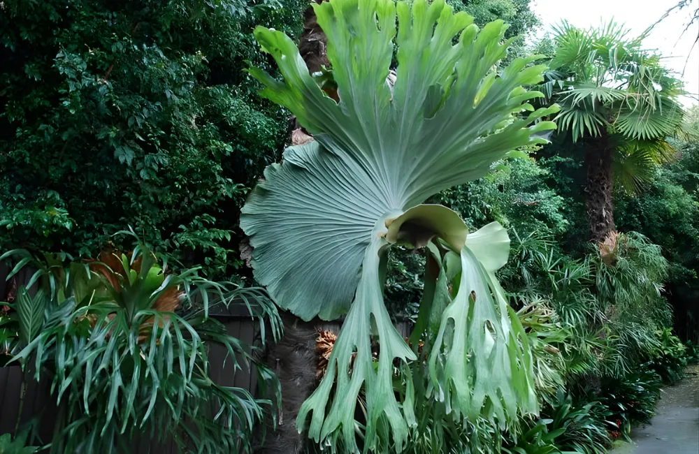 giá cây ổ rồng cấy mô