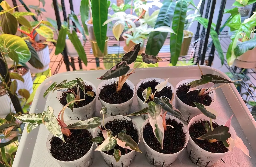 Bảng giá cây Pink cấy mô theo size cây