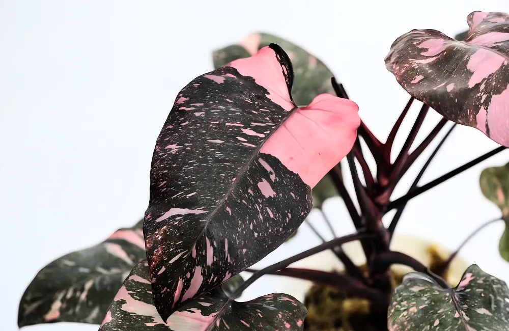 Bảng giá theo dòng cây Pink