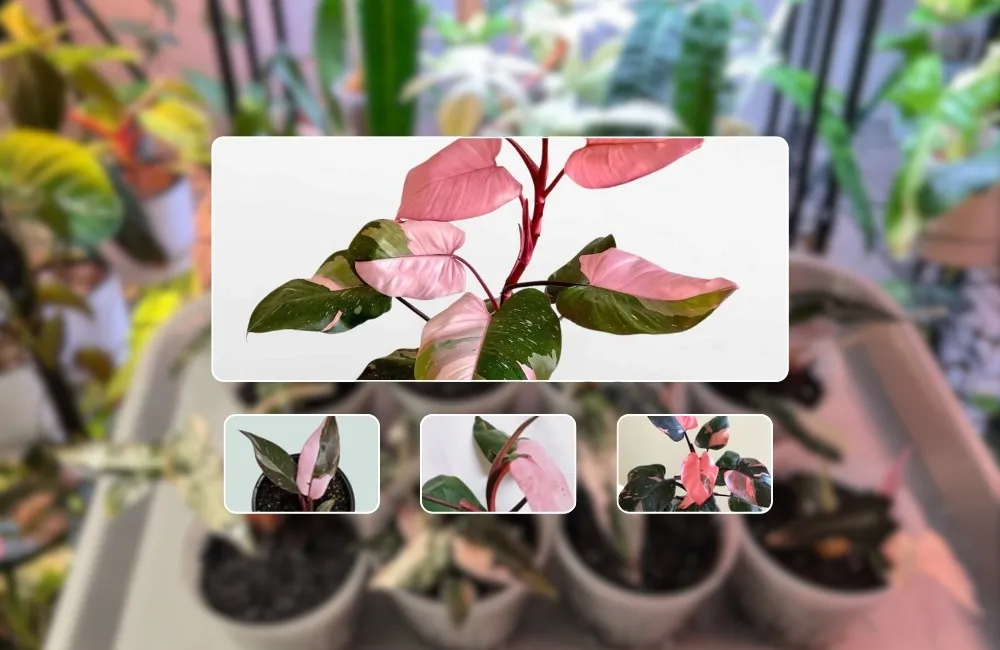 Giá cây Pink cấy mô