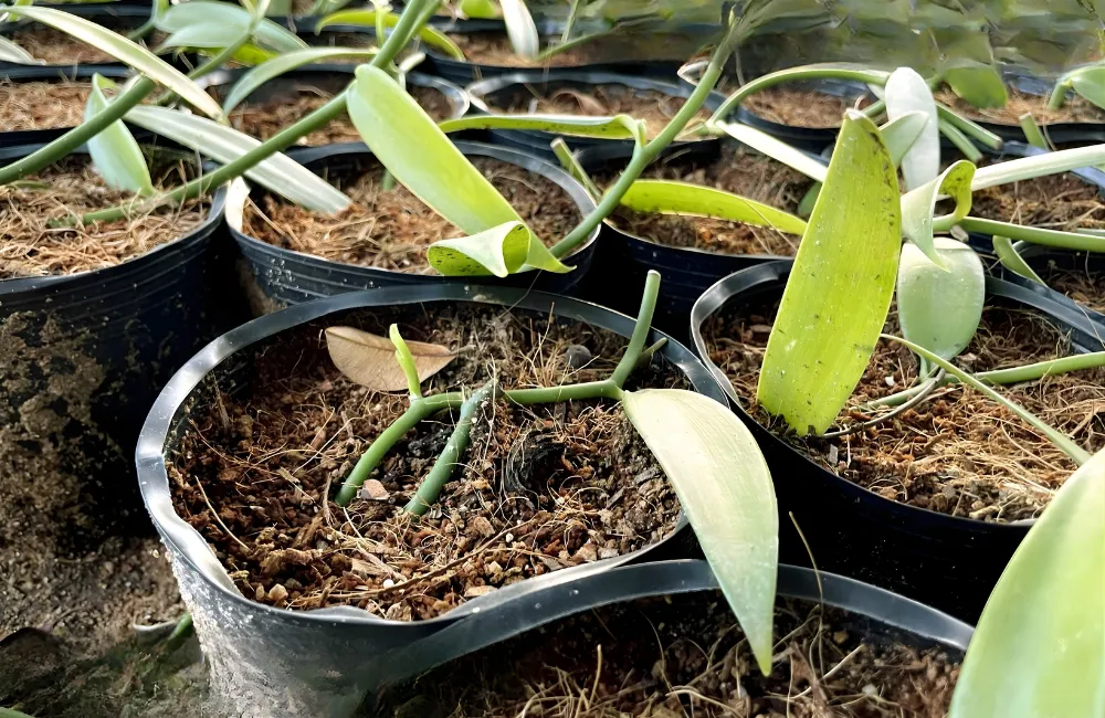 Giá vani đỏ tại các trại giống nuôi cấy mô