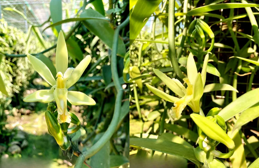 Lưu ý khi chọn mua cây vani đỏ cấy mô