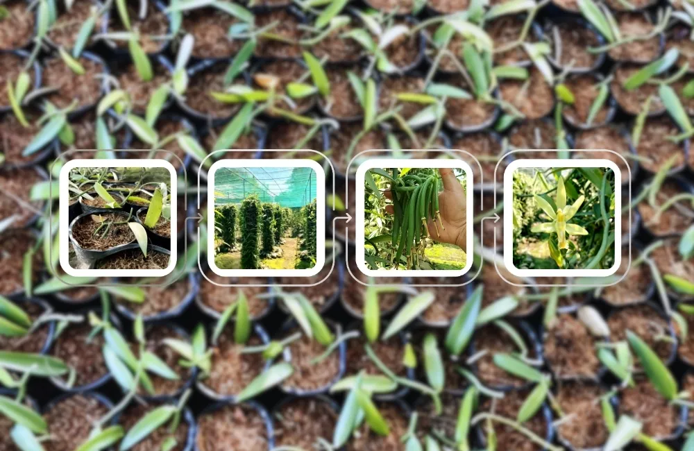 Giá cây vani đỏ cấy mô