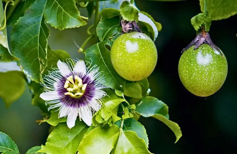 Giá chanh dây cấy mô hiện nay là bao nhiêu? Vì sao giá chanh dây cấy mô cao?