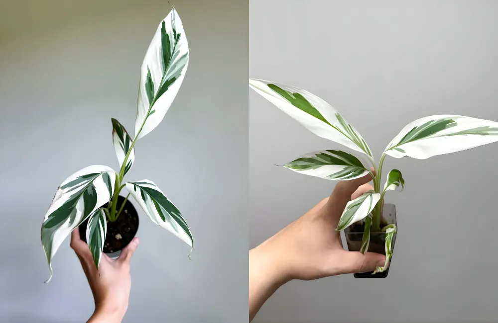 Yếu tố ảnh hưởng đến giá chuối var cấy mô