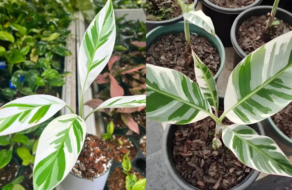 Dự báo xu hướng giá chuối var cấy mô trong thời gian tới