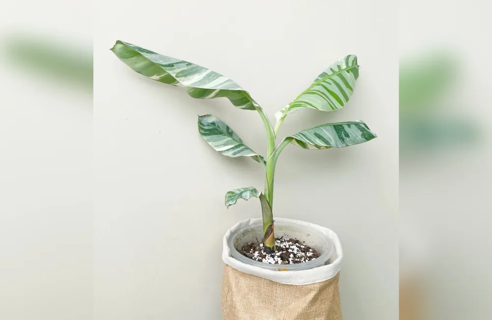 Giá chuối var cấy mô