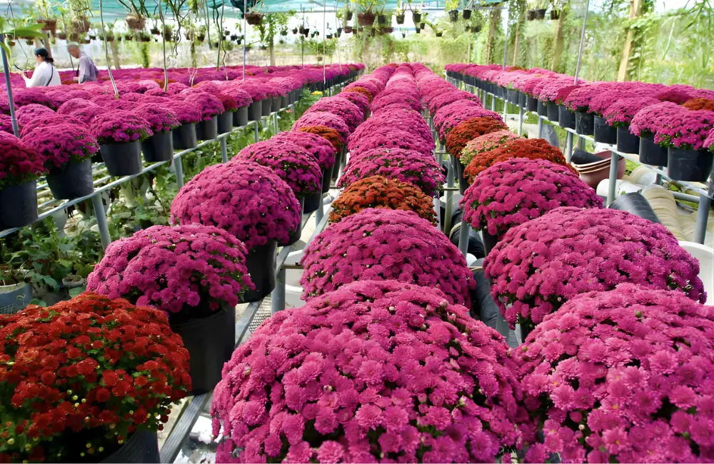 Các yếu tố ảnh hưởng giá cúc mâm xôi hồng cấy mô