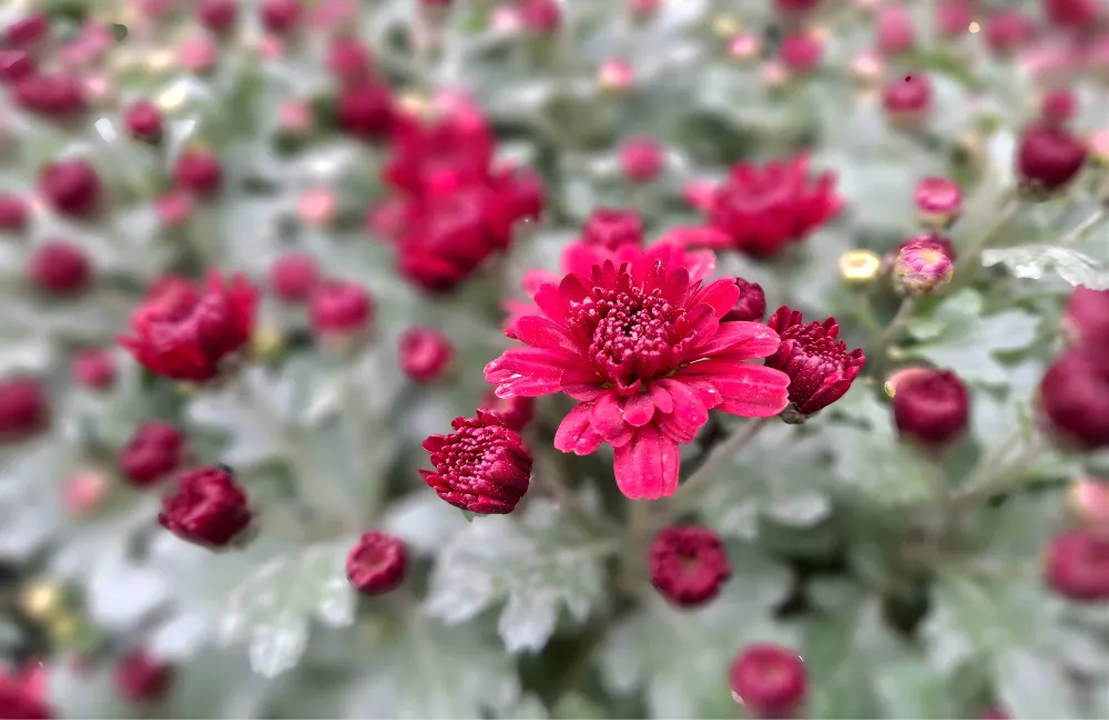 Giá cúc mâm xôi hồng cấy mô