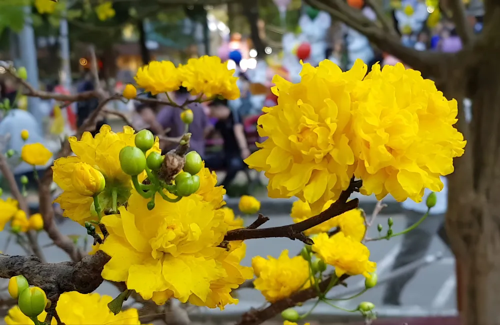 Giá theo từng dòng mai quý