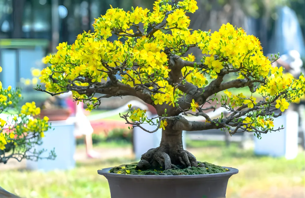 Tại sao giá mai quý cấy mô chênh lệch?