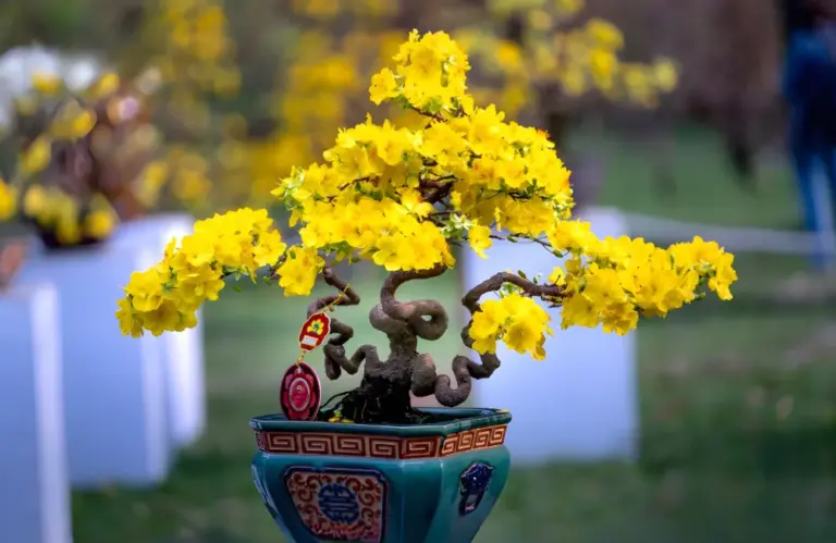 Giá mai quý cấy mô bao nhiêu? So sánh giá chi tiết 2026