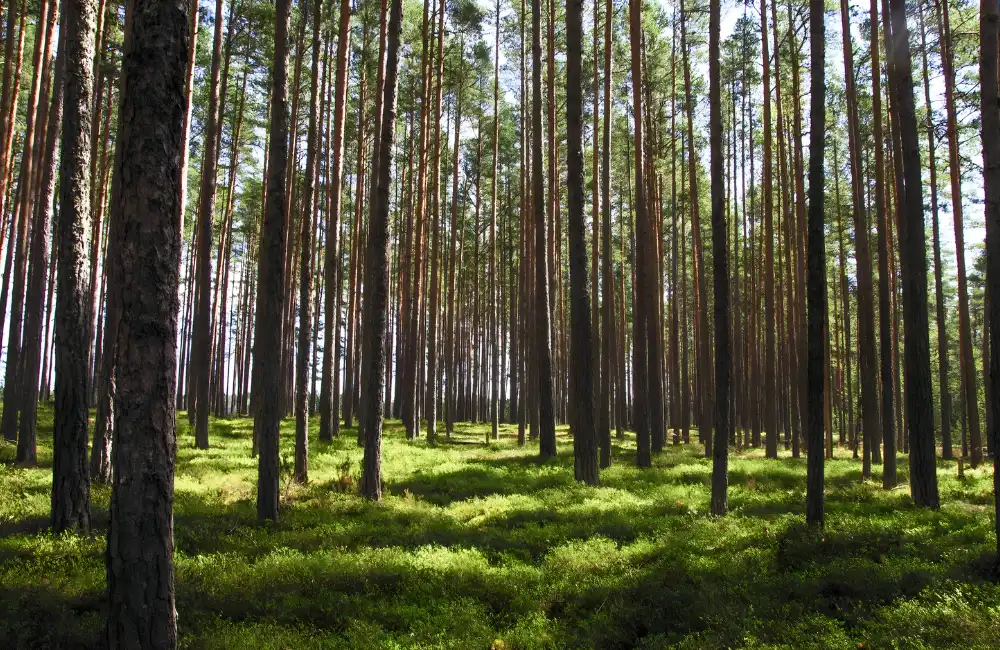 Hiệu quả kinh tế khi trồng bạch đàn theo chu kỳ