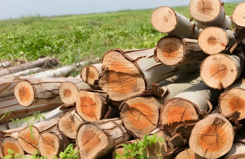 So sánh giá trị kinh tế bạch đàn với một số cây lâm nghiệp khác