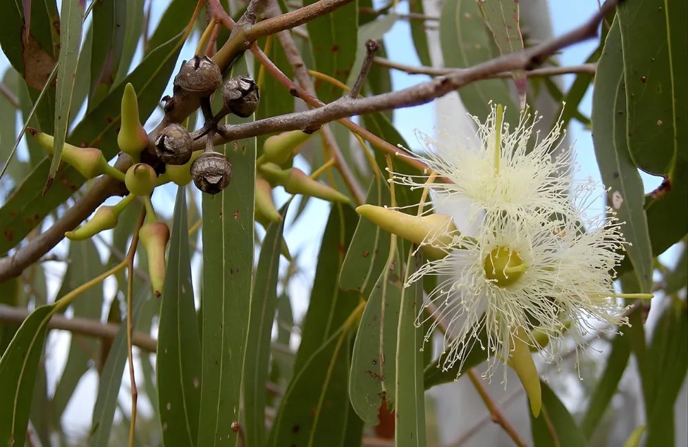 Giá trị kinh tế cây bạch đàn