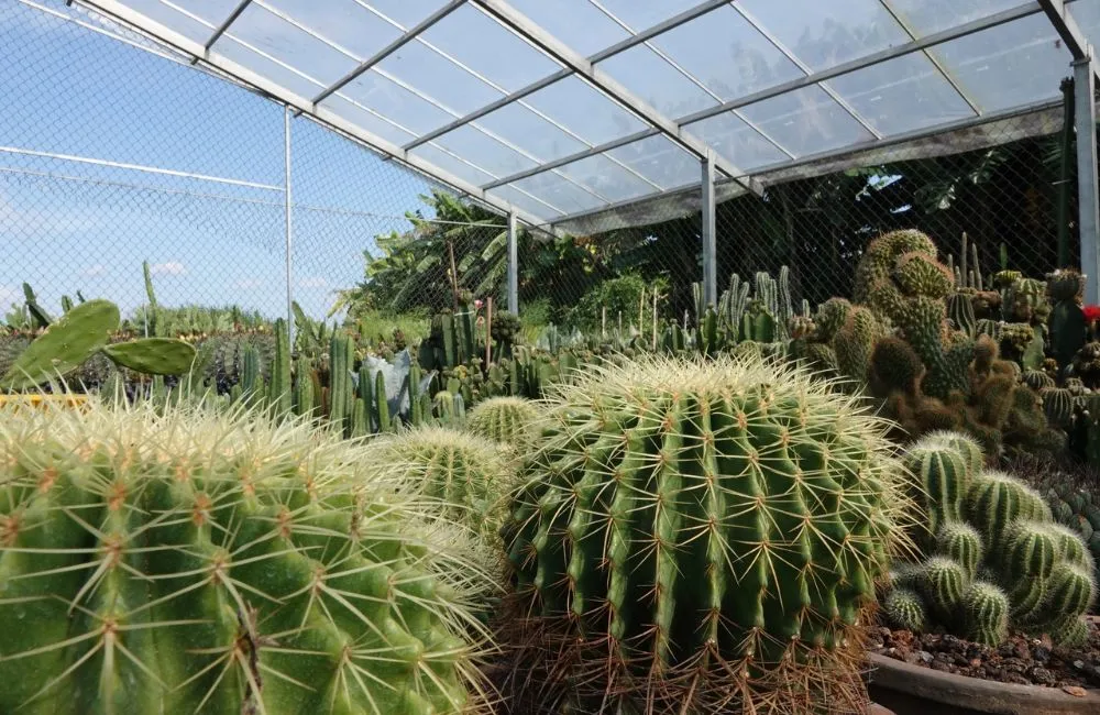 Giá xương rồng cấy mô chênh lệch so giá xương rồng thường 