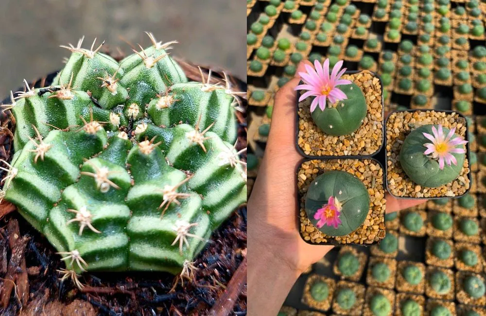 Giá xương rồng cấy mô thay đổi theo giống 