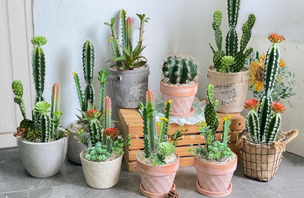 Giá xương rồng cấy mô thay đổi theo size