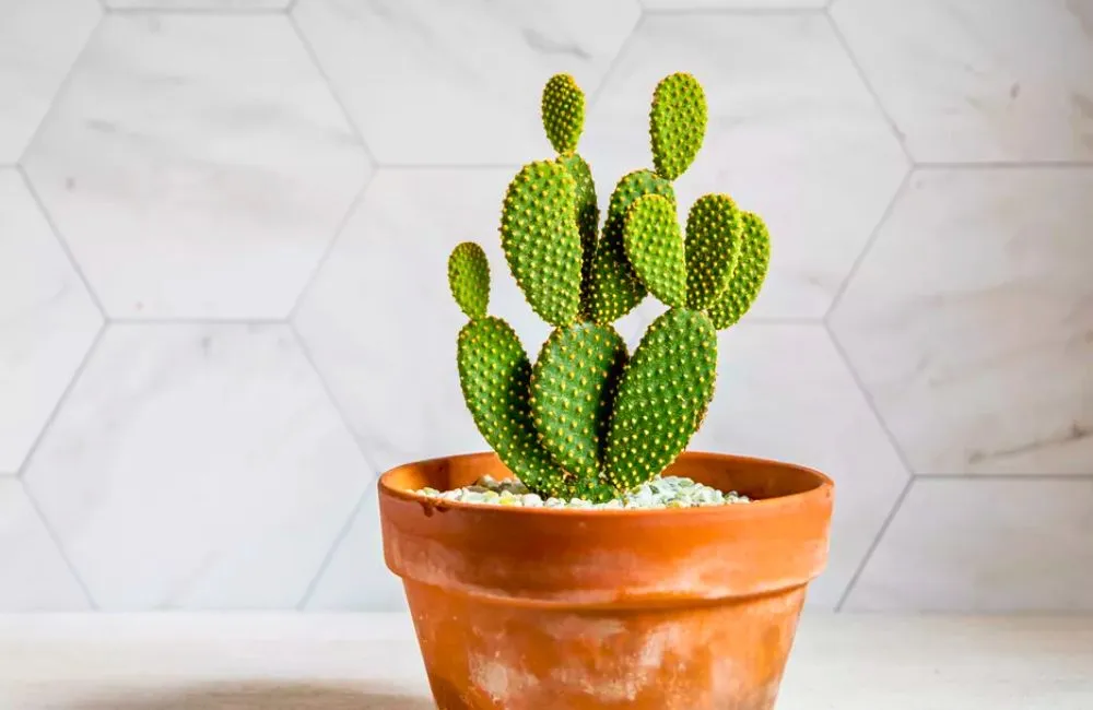 Giá xương rồng cấy mô uy tín 