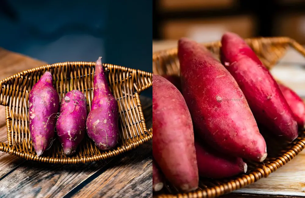 Các giống khoai lang Nhật phổ biến hiện nay