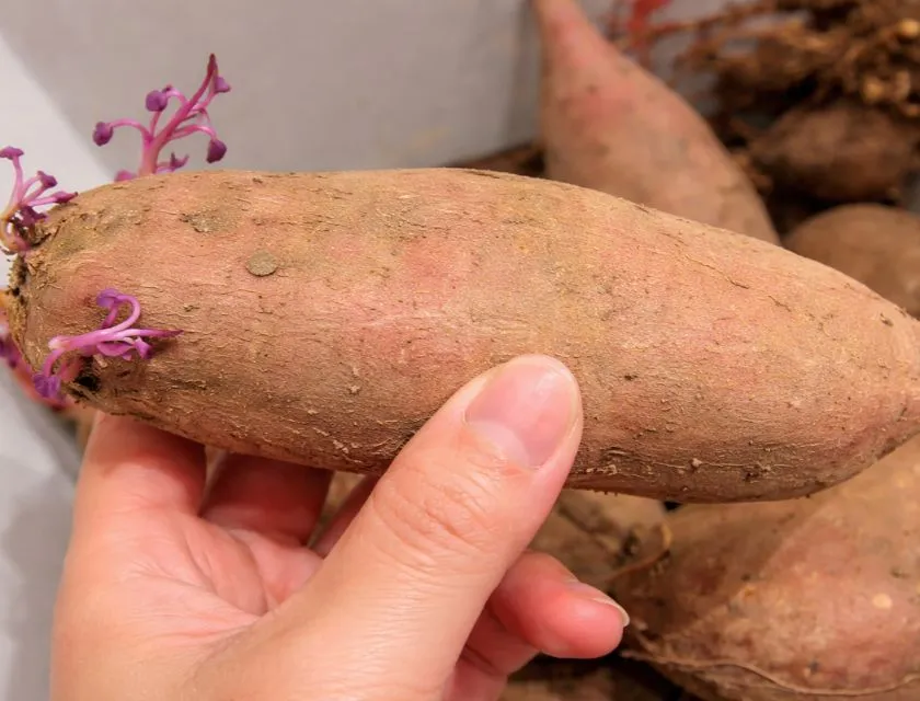 Khoai lang mọc mầm 