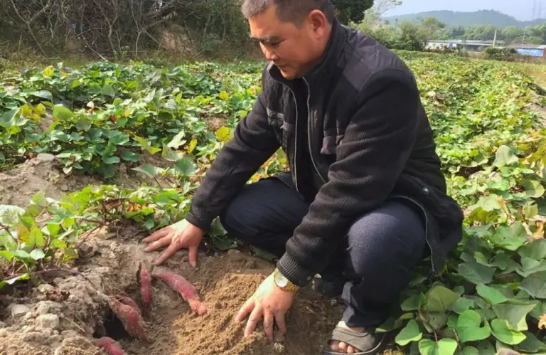 Bật mí kỹ thuật trồng khoai lang Nhật hạn chế sâu bệnh hiệu quả