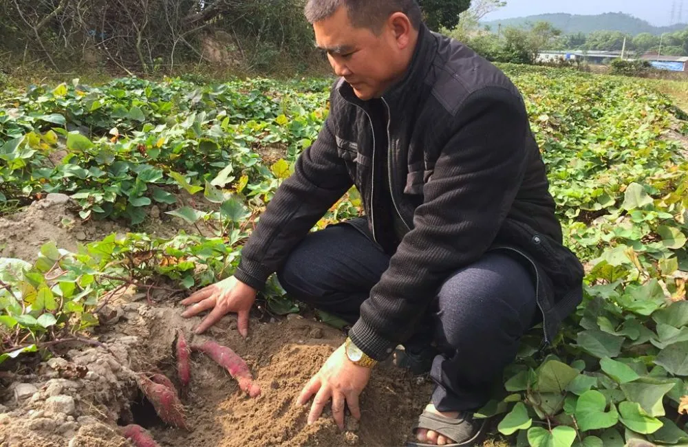 Kỹ thuật trồng khoai lang Nhật hạn chế sâu bệnh 