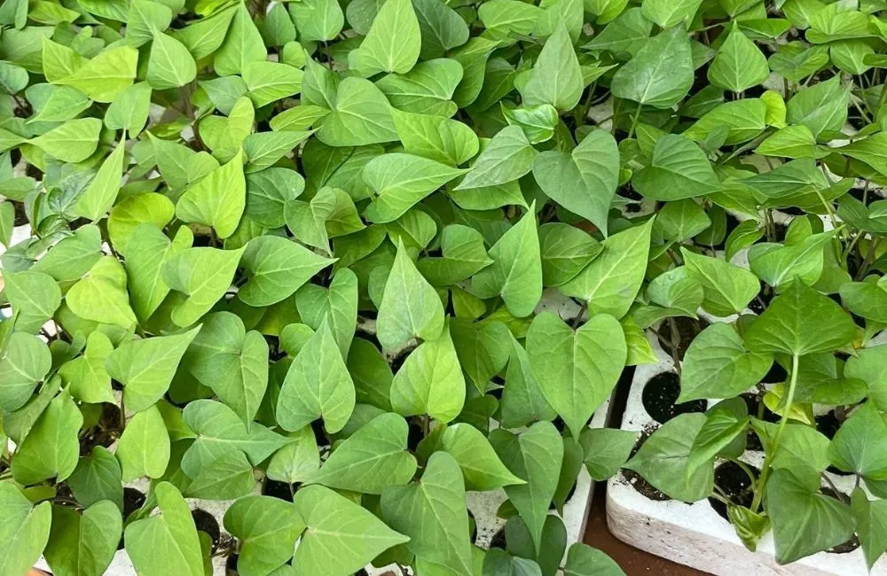 Kỹ thuật trồng khoai lang Nhật hạn chế sâu bệnh 