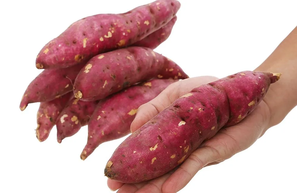 Kỹ thuật trồng khoai lang Nhật hạn chế sâu bệnh 