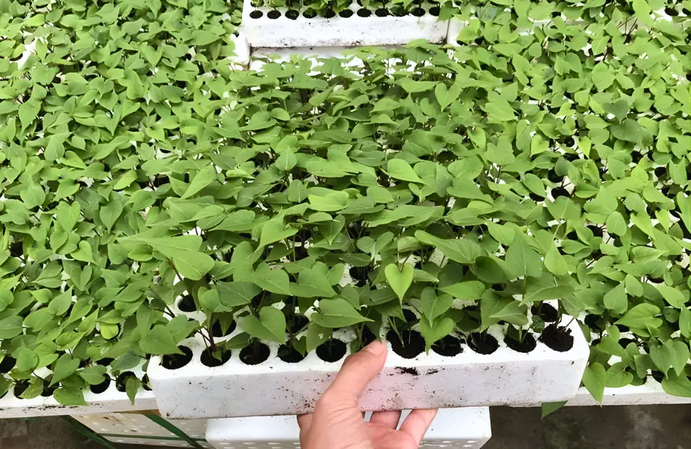 Độ ẩm lý tưởng giúp cây phát triển nhanh