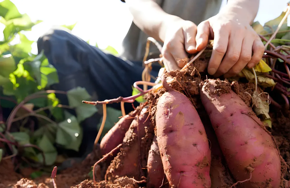 Quản lý môi trường sinh trưởng của khoai lang Nhật cấy mô