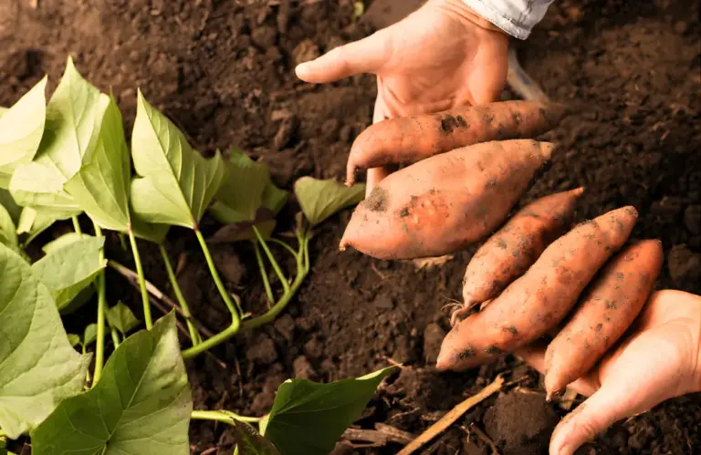 Kỹ thuật chăm sóc và tưới nước khoai lang Nhật cấy mô chuẩn