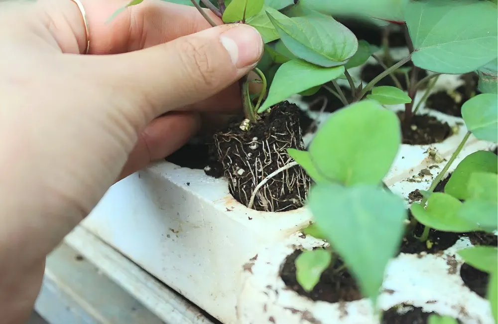 Kỹ thuật nhân giống khoai lang Nhật bằng phương pháp cấy mô